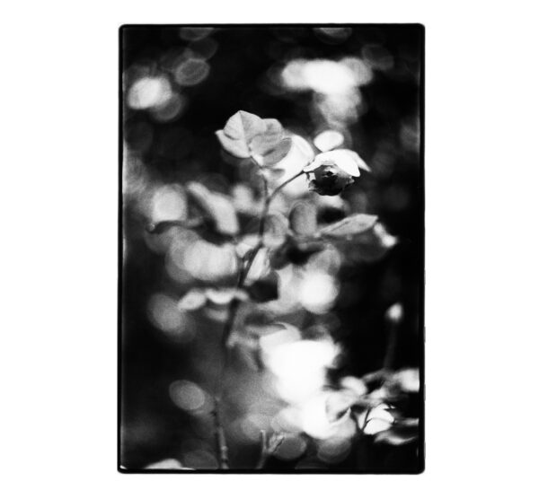 blossom Silvergelatine print Baryt