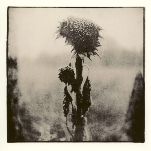 sunflower | Lith Print Baryt